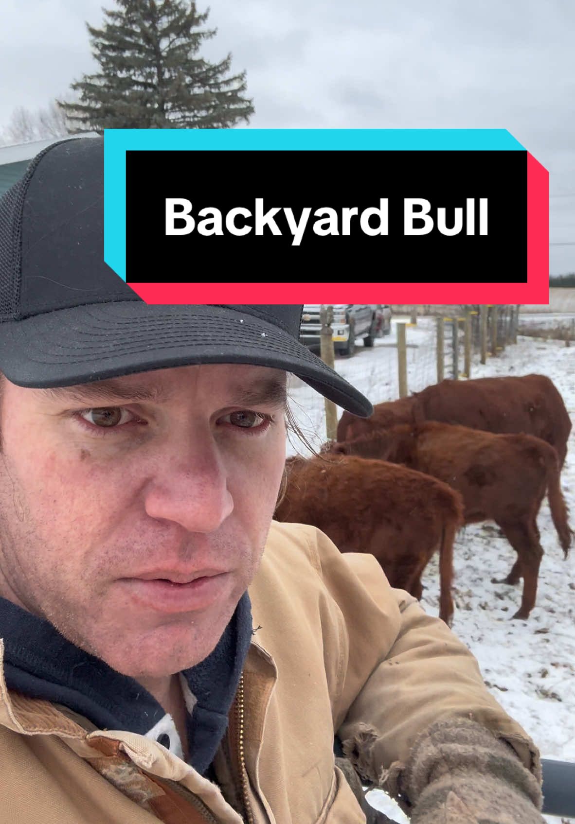 Bull on the Loose! Backyard Bull. Dexter cattle are the BEST for a Homestead! #dextercattle #dexter #homestead #homesteading #homesteadtoktok #cattle #breeding #farmtok #bull #minicows #minicow #grassfed #grassfedbeef #eatbeef 