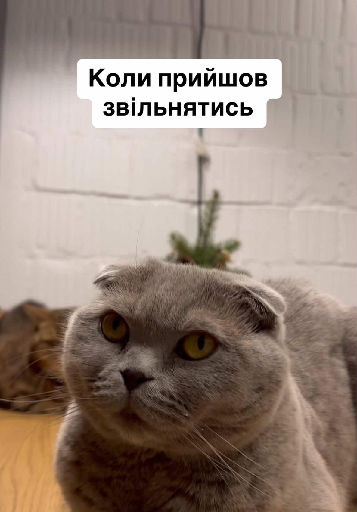 Коли прийшов звільнятися 🐈😱🎄 #коти #приколи 