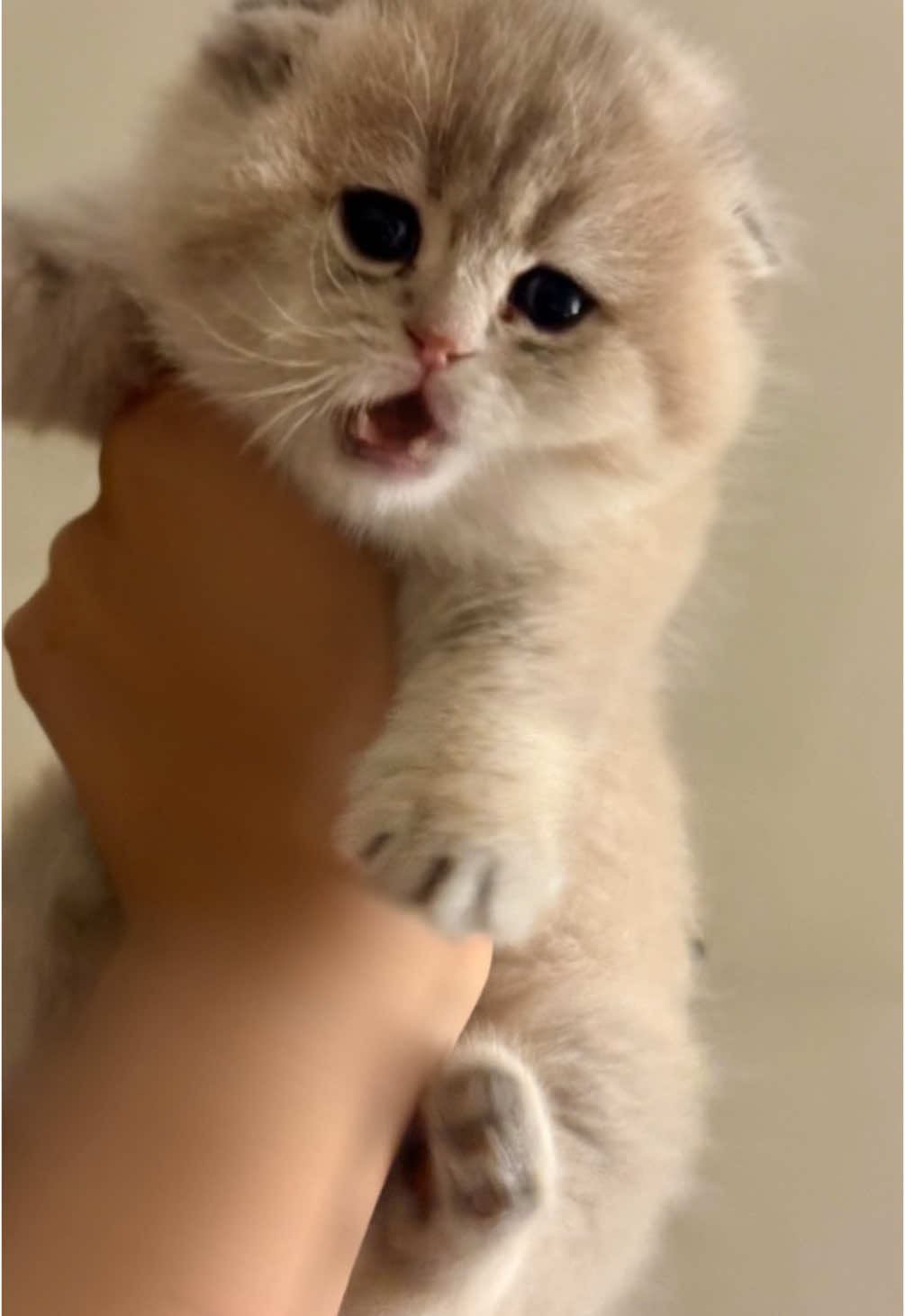 #🥺 #قطط_سكوتش #مشاءالله_تبارك_الله #سكوتش_فولد #scottish_fold #wcf 