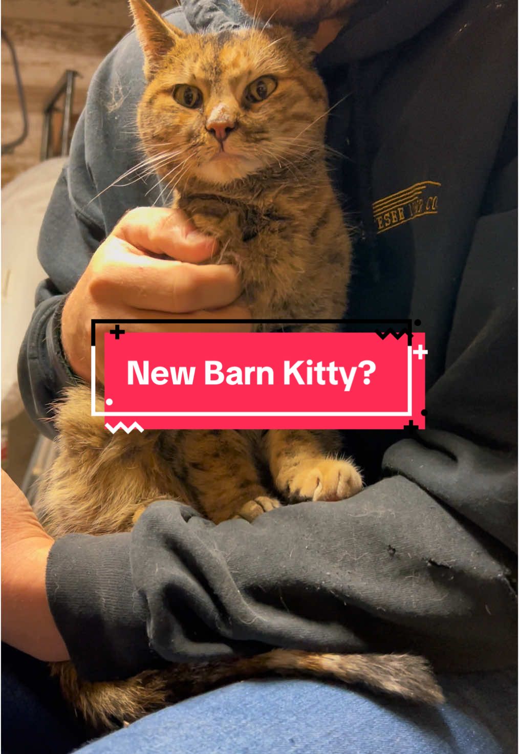 Meet: Sweet Hope (Sweetie)🥹 #catlover #barncat #catlife