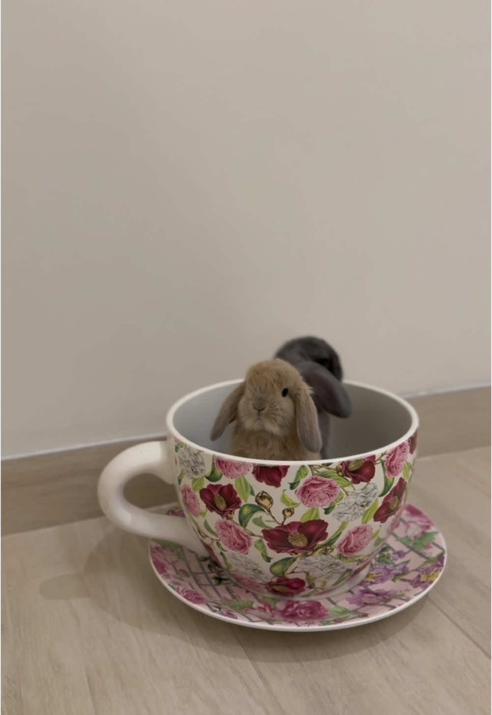 أرنب حجم الكوب☕️🤎.                            #pov #tiktok #ارنب #الشعب_الصيني_ماله_حل😂😂 #اكسبلورexplore #هديه #قطر_الدوحة🇶🇦 #bunny #explore 