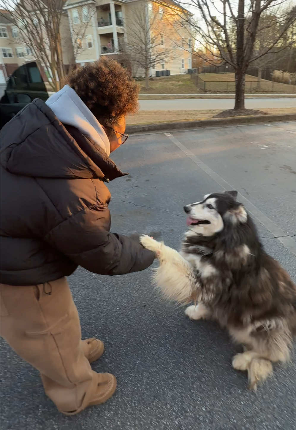 If you’re missing a dog in Simpsonville SC let us know & shoot us a message‼️ I think we’ve fallen in love with this dog❤️😭 he was matted and dirty 😕 we did this while having sinusitis and walking pneumonia 🤧 #stray #southcarolina #husky #simpsonville #lostdog #missingdog #greenville 