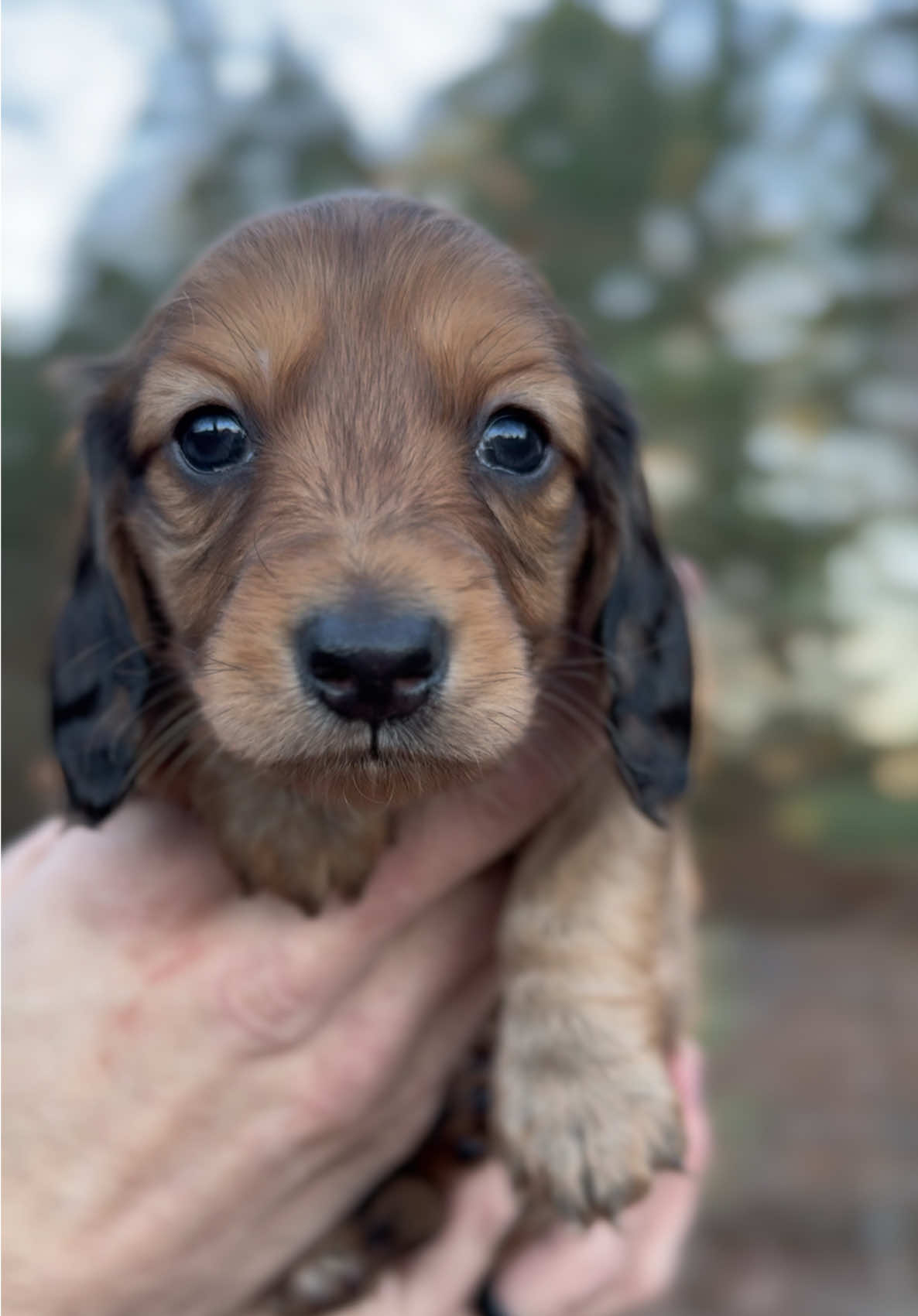 La la la #dogsoftiktok #miniaturedachshund #miniaturedachshundpuppy #puppy #puppytiktok #fyp #dachshundaddict #puppydog #dachshundsoftiktok 