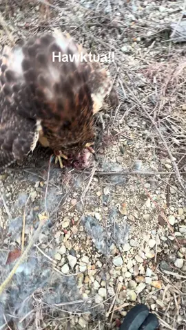 #fyp #falconer #hawktuah #birdmanbobby1 #