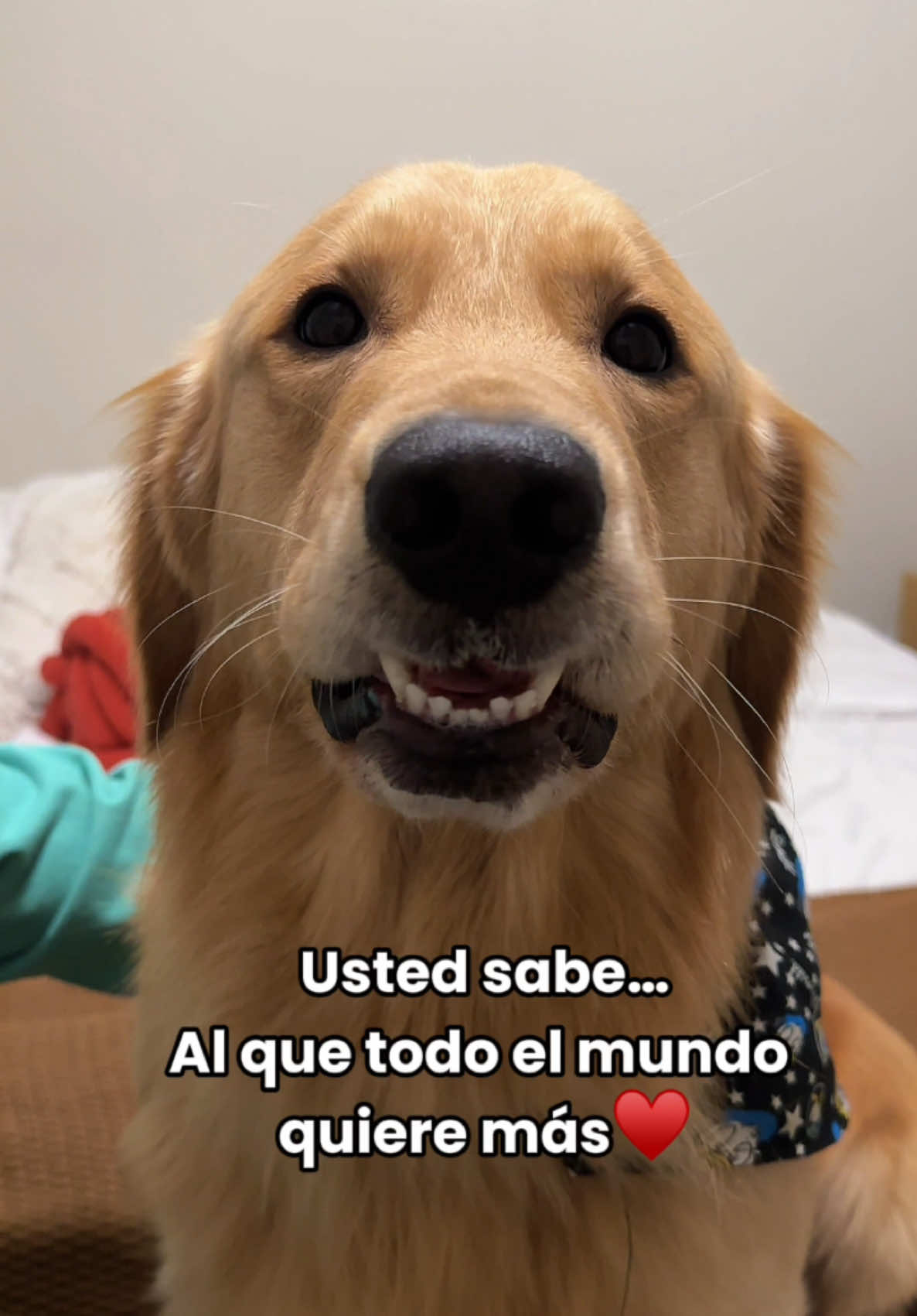 Soy el bonito gente ♥️👍🏻 #dogsoftiktok #PetsOfTikTok #goldenretrieverlife #goldenretrieversoftiktok #doglover #petlover #goldenretriever 