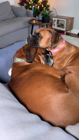 Some of our favorite cuddle times of January so far…💕 Happy New Year🎆 #happy #happyathome #newyear #cuddles #animals #pets #PetsOfTikTok #boxer #boxerdog #dog #dogsoftiktok #dogsofttiktok #january #cute #cutedogs #cutedog