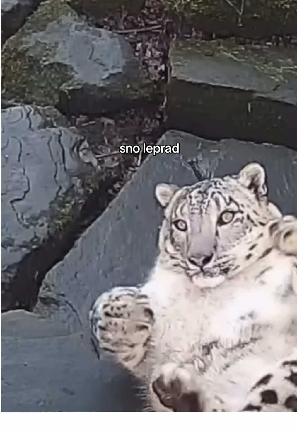 my favourite big cat #snowleopard #bigcat #silly #animal #wholesome #fypp #viral