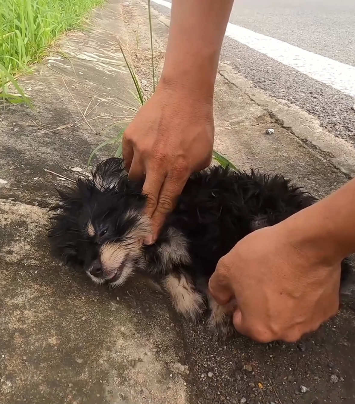 Ajudando mais um🙏 #cachorro #ajuda #ajudandoanimais