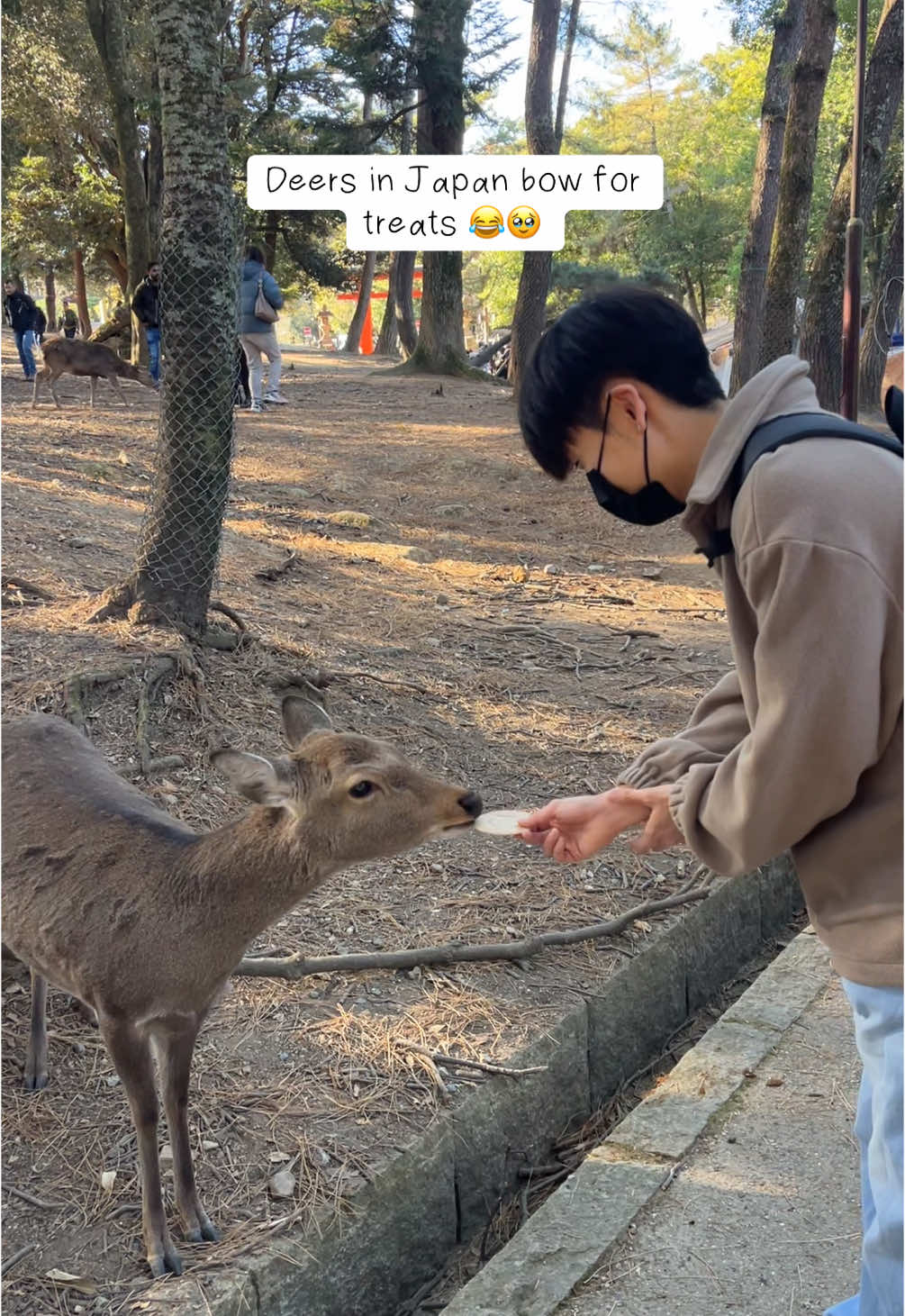 this was a very endeering moment #japan #nara #deer 