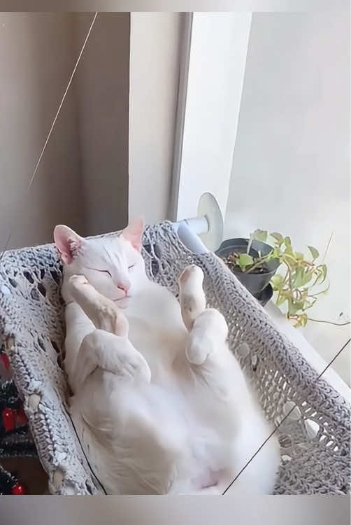 Those cats have strange sleeping positions #funnyvideos #pet #Funny #kitty #cat #cutecat 