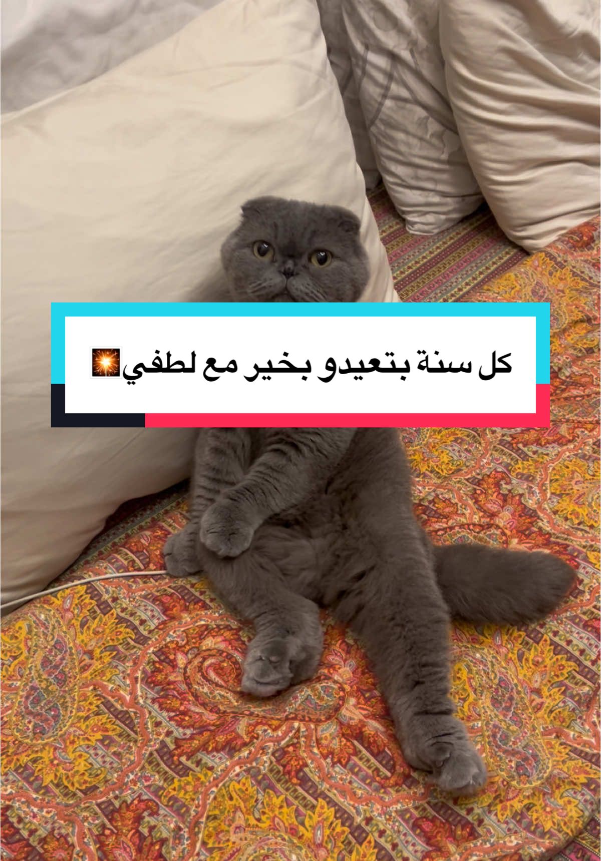 كل عيد وانتو بخير ولطفي بخير🤣🤣🎆🎆🎆 #catsoftiktok #viralvideo #scottishfold #lotfi #شعب_الصيني_ماله_حل😂😂 #fyp 