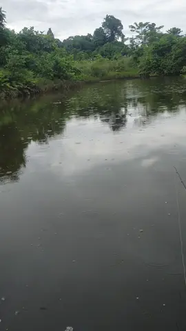 Main yg kecil dulu ya ges #hiburanmancing #papuatiktok # mancing mani mantap 