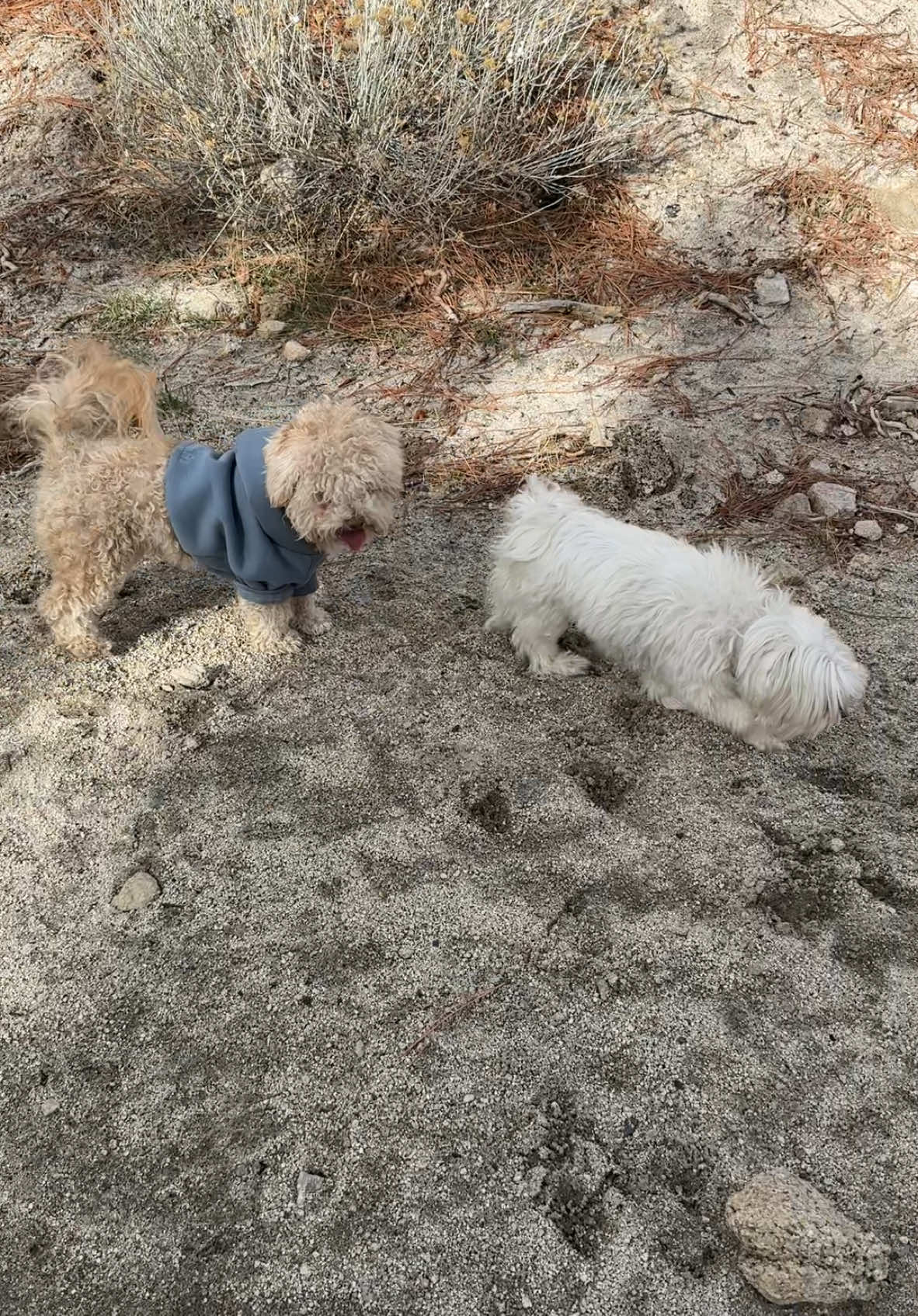 Sound on 🔉 Keeping Up with the Kanines 🐾 #dogsoftiktok #dogtok #minipoodle #toypoodle #morkie #chihuahua 