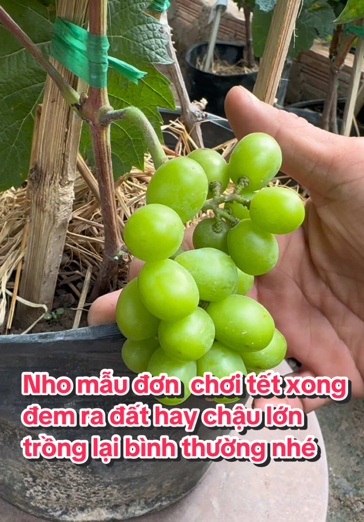 Nho mẫu đơn chơi tết xong đem ra đất hay chậu lớn trồng lại bình thường nhé ( E sẽ hd và hỗ trợ kĩ thuật  trong suốt quá trình trồng ) #chậucây #sânthượng #trồngcây 