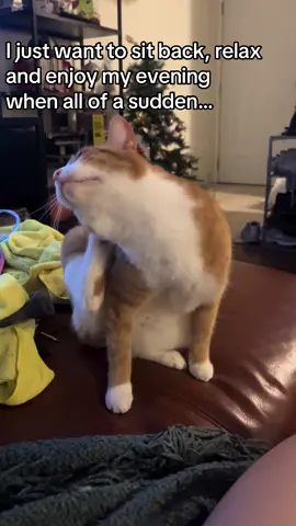Do you guys like my hat? #catsoftiktok #cat #cats #orangecat #cute #cutecat #orangecatbehavior 