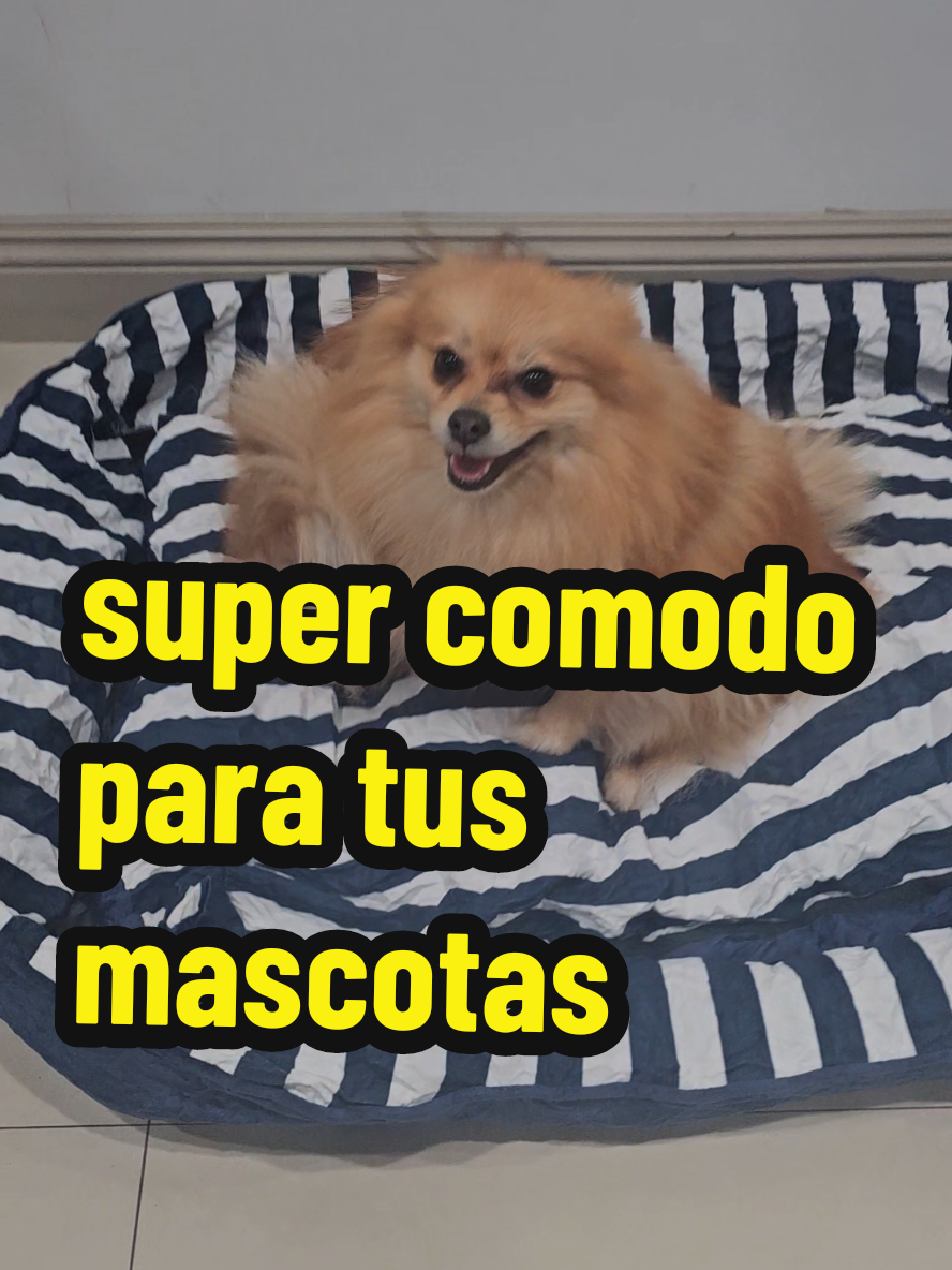 #mascotas #cama #perro #colchon #dormir 