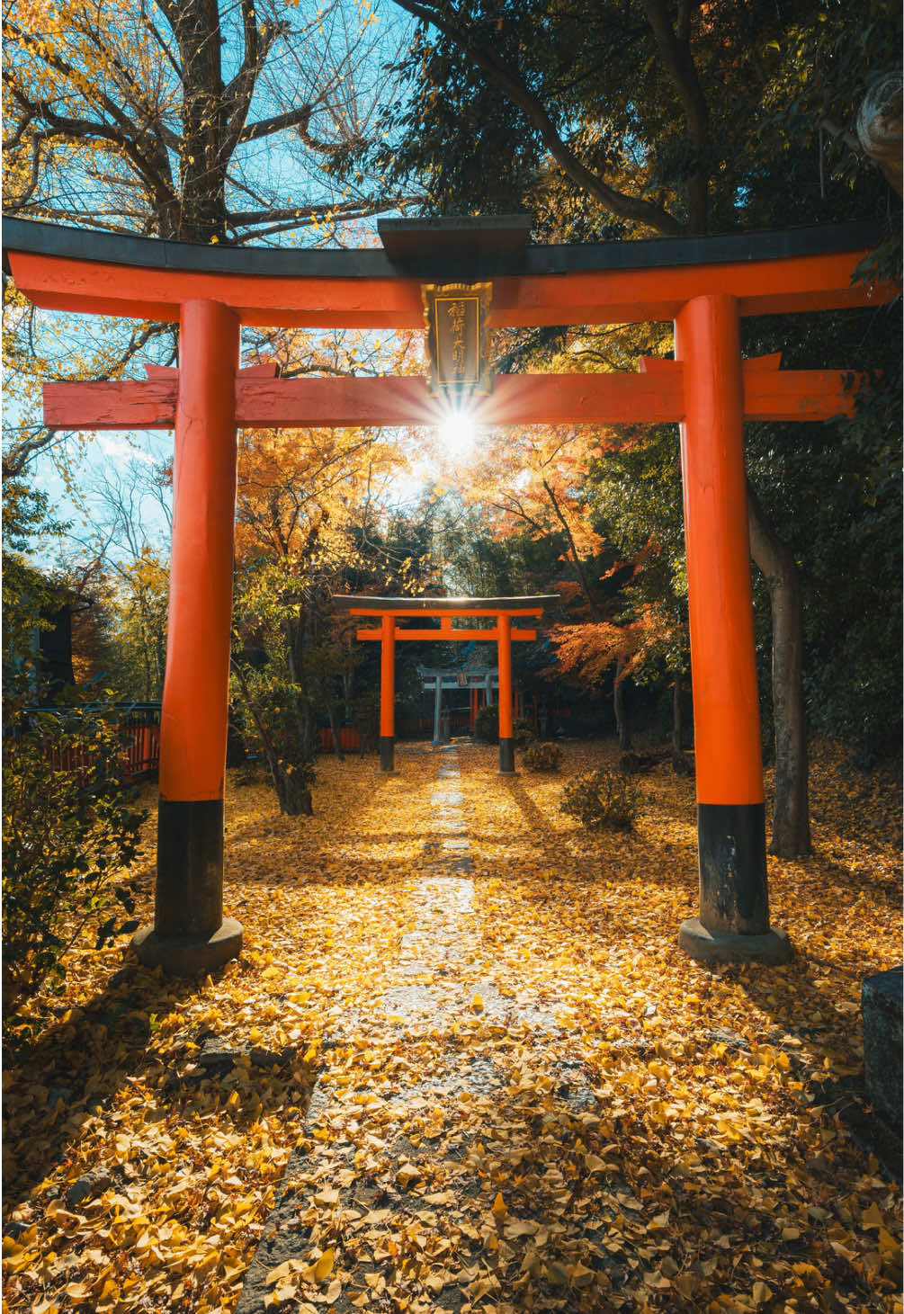 京都にあるイチョウがとても 素敵な神社⛩️ 1時ごろになると太陽が真ん中にきて鳥居の影が綺麗に映ります。  ここの隣にもイチョウや紅葉スポットがあるので訪れる価値ありです。 📍大山崎にある稲荷。 #紅葉 #京都 #イチョウ#銀杏 