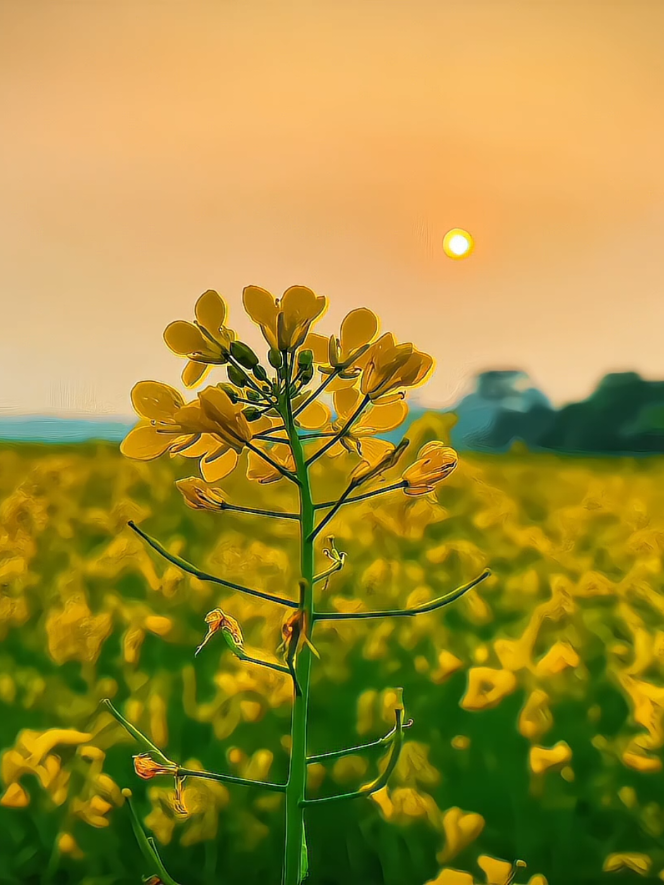 সরিষা ফুল কেমন লাগে?! 😩❤️‍🩹🌸 . . . . . . . . . . . #foryou #flower #tiktok #viral #video #foryoupagе #edit #team_of_fx #cinematic #videography #fyp 