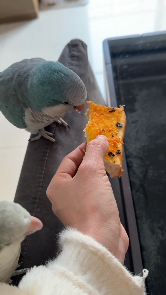 Share toast today #cutepet #animals #dogs #cute #parrot #fyp 