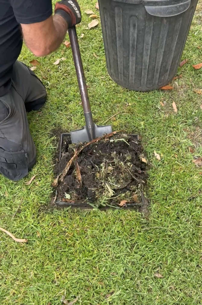 Would you stick your hand in here? #australia #gardening #asmr