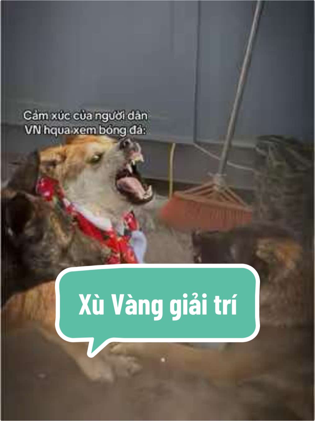 Hài thì thôi =))))#viral #SNNC #sannhanhieucho #adopdontshop #funnydog 