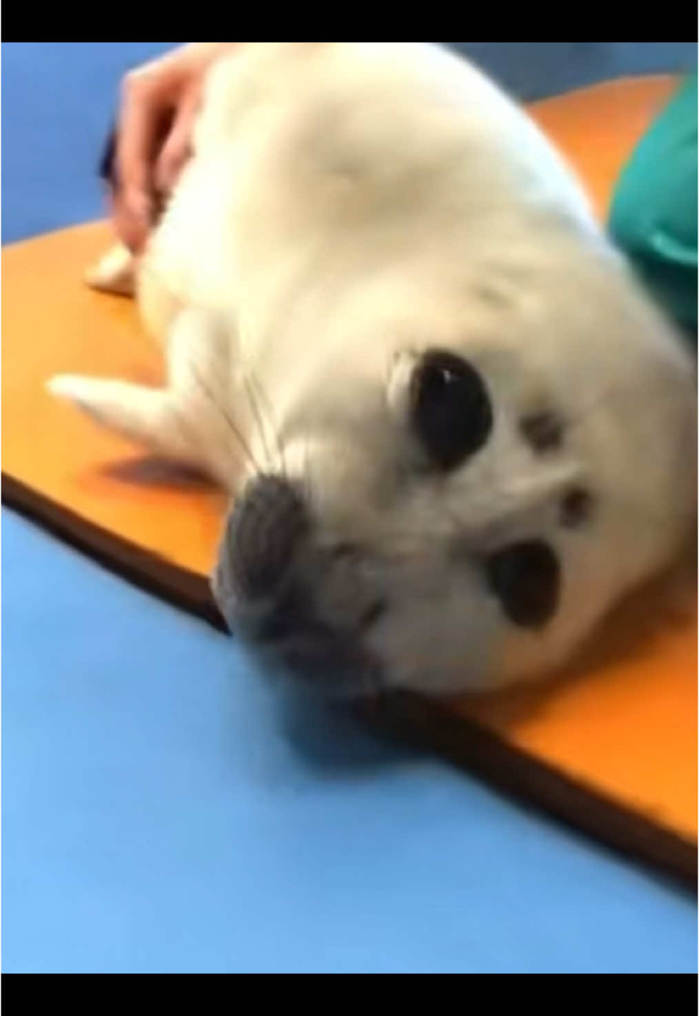 i wish i was a seal  || #fyp #fypツ #xyzbca #🦭 #seal #vampirseal #iloveseals #iloveseals #sealsoftiktok #seals #seal🦭 #🦭🦭🦭🦭🦭🦭🦭🦭 #sealtok #sealss #🦭🦭🦭 #tobaaquarium #nikotheseal 