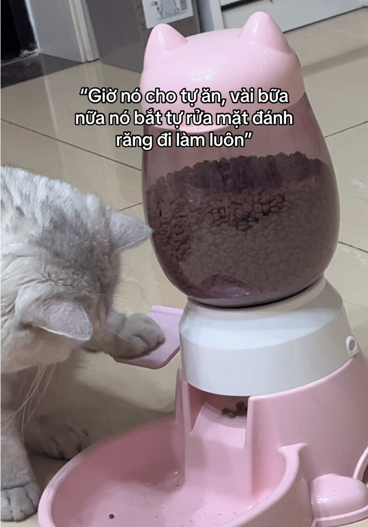 Trụ cột 9 🤡 #xuhuong #fyp #xuhuongtiktok #xh #trending #funny #haihuoc #foryou #fypシ #foryoupage #viral #catsoftiktok 