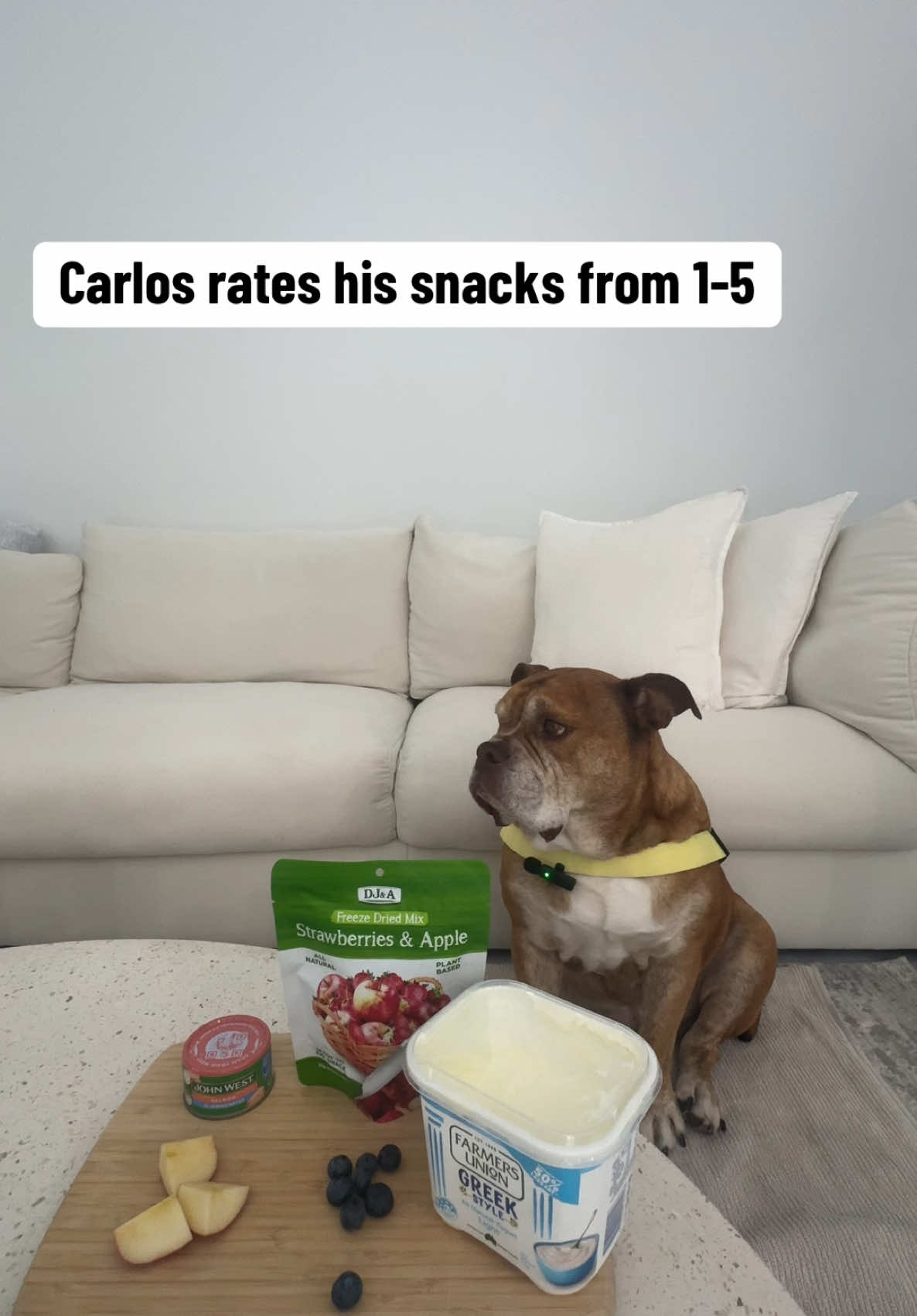 Watch Carlos rate his daily snacks from 1-5 . The last one is the best 😂😂 #foodtaster #dog #dogfunny #doghumour #foodrating #fyp 