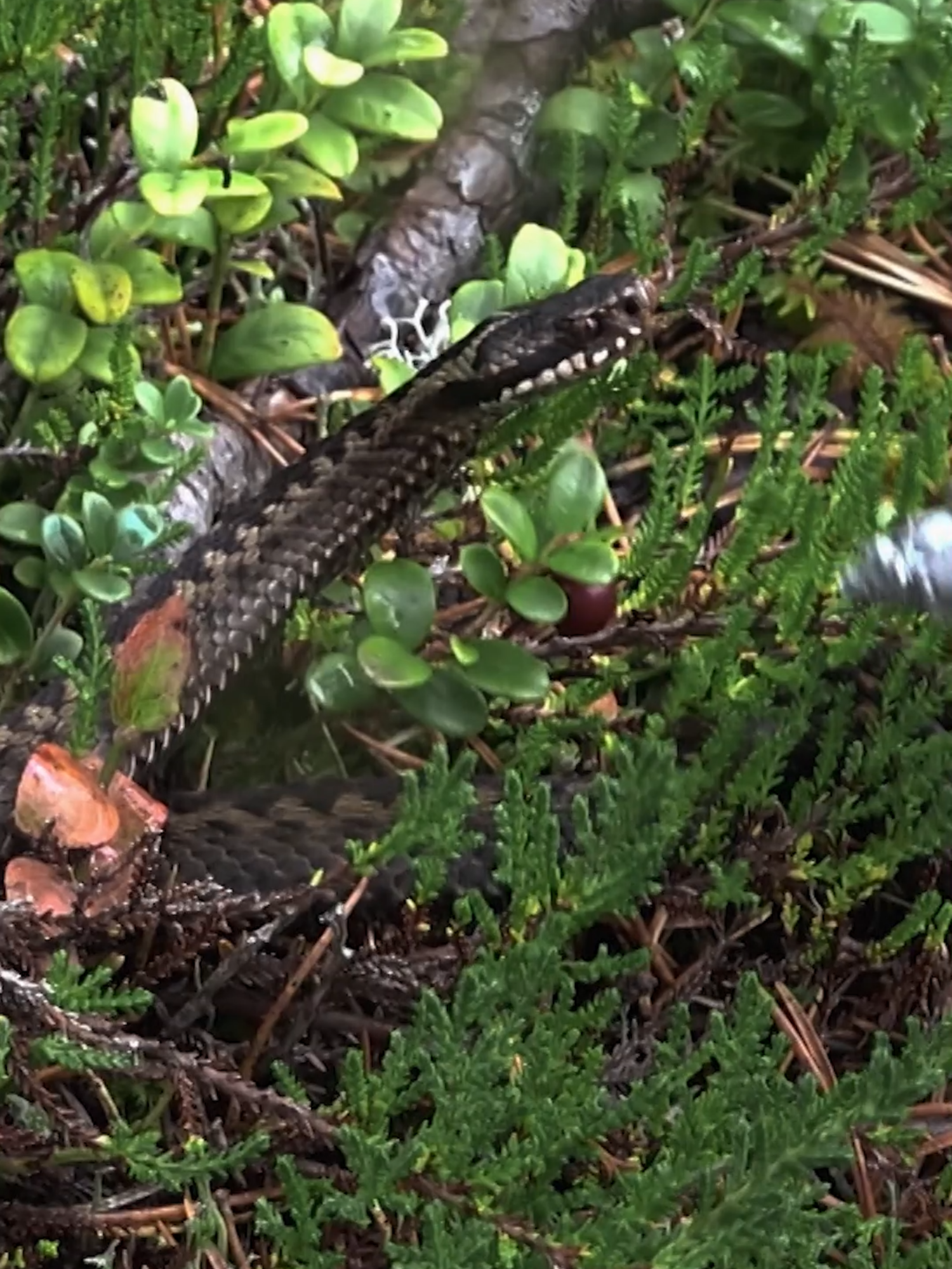 Gelukkig loopt het met een sisser af... 😅 #alone #survival #bushcraft #slang #whattowatch
