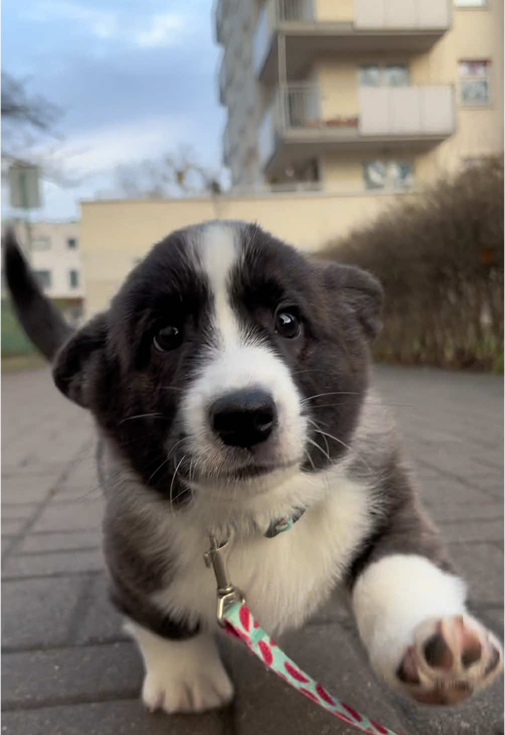 Niech Was nie zmylą te małe krótkie łapki! Koleś przemienił się w rakietę! 🚀🚀 #corgi #corgipuppy #corgisoftiktok #puppy #puppylove #corgicardigan #cardigancorgi #cardigans #sorbetcorgi #dog #babydog #dogsoftiktok #doglover #doglovers #warsawdog #corgilove #corgilife #corgination #corgiracing #dogsoftiktok #dogmom #doglife 