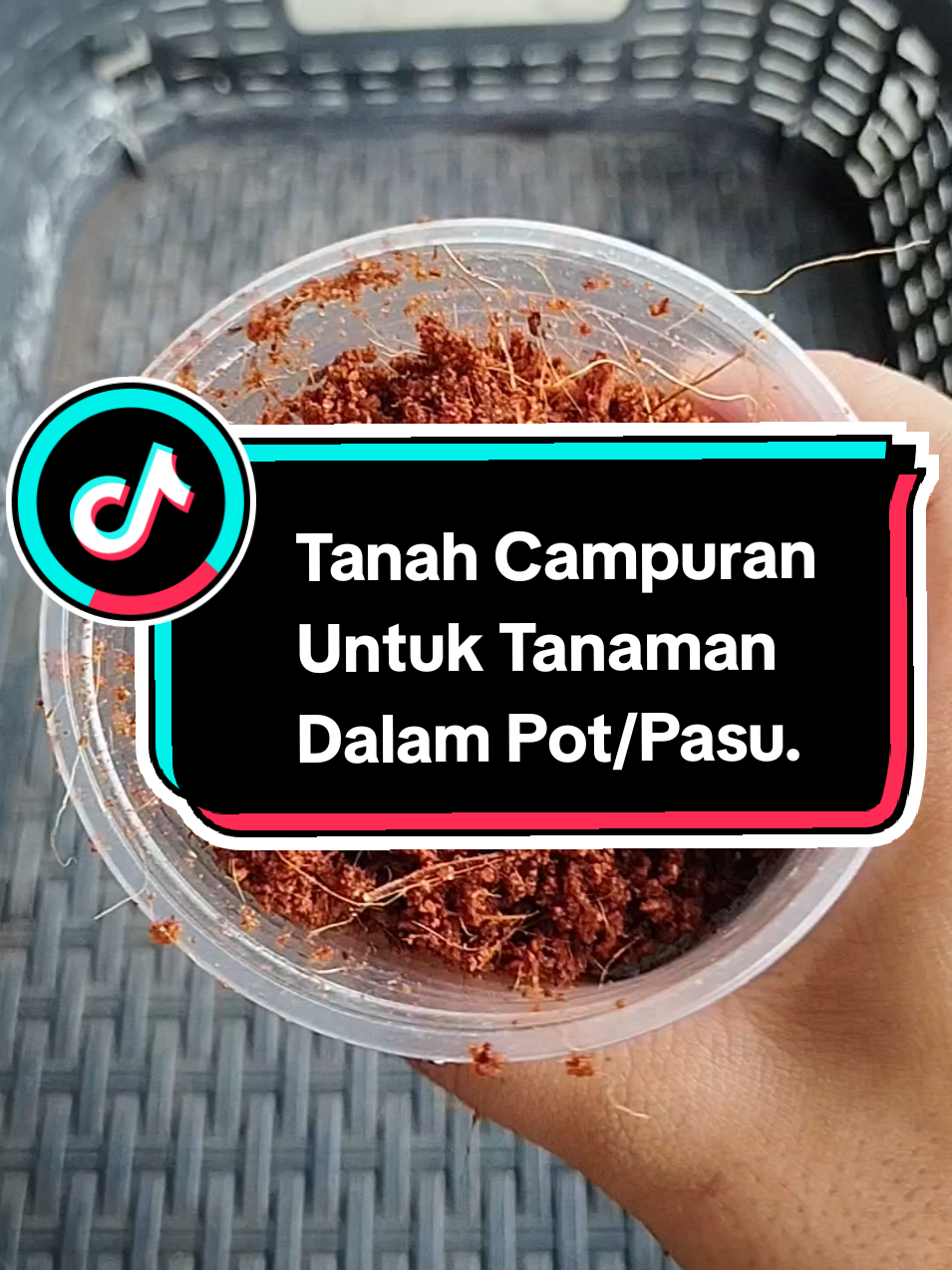 Tanah campuran untuk tanaman dalam pasu. Dalam pot/pasu ruangnya agak terbatas jadi kita perlukan media tanaman yang sesuai. Asasnya saya guna cocopeat,tanah kompos & perlite.Boleh juga dicampur baja organik/humic acid,sekam & sebagainya. Yang nak cuba cocopeat & perlite yang saya gunakan boleh tekan bag kuning ye. #gengkebun #kebundapur #tanahcampuran #cocopeat #perlite #tanahkompos #tanahhitam #kebuntepirumah 