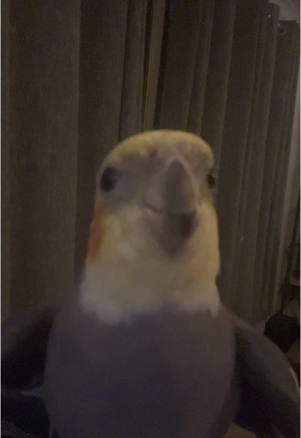 Cookie baby Cookie! 🐦🥰#cookiethebird #cockatiel #wingsofterror #parrot #cockatielsoftiktok #talkingparrot #singingparrot #prettybird #parrotlove #crazyparrot #cookie #petbird #petparrot #попугай #корелла #кореллапопугай #попугайкорелла #говорящийпопугай #поющийпопугай 