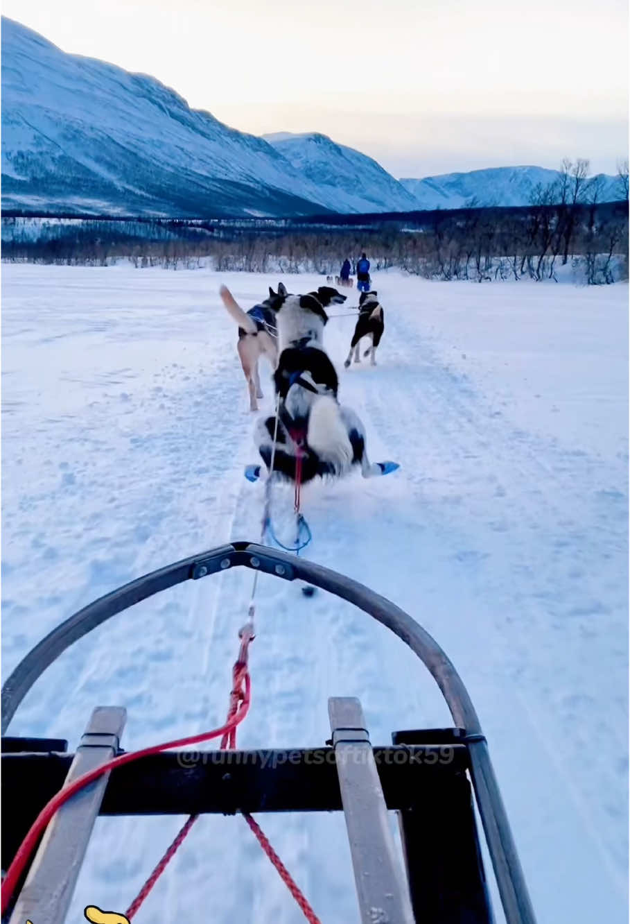 Funny dog with snow❄️🥶#dog #funny #foryou #fyp #foryoupage #dogsoftiktok #doglover #funnyvideo #dogs #funnydog #tiktokdogs #pet #puppy #usa🇺🇸 #funnymoments 