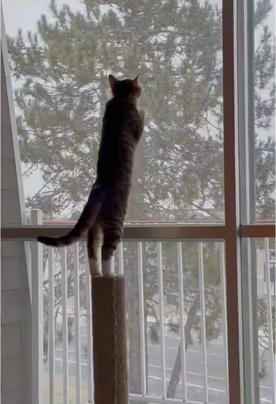 Cat with snow❄️🤣#cat #funny #foryou #fyp #foryoupage #catlover #catsoftiktok #catsoftiktok #funnyvideos #cats #funnycat #titokcat #pets #kitten #usa🇺🇸 #cute 