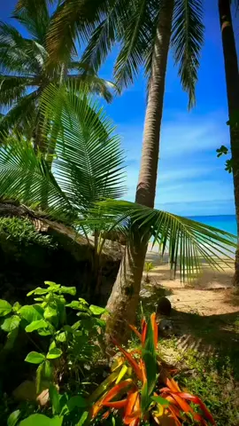 Paradise 🌴 💚 🌴 #suny #sunny #sky #clouds #sea #ocean #palm #heaven #hermosa #buenos #palmtrees #Summer #summertime #beach #beachlife #beachvibes #blue #nature #naturelife #naturelover #vibe #edit #explore #fypp #fpy #shorts #reels #videoviral #tiktokviral #viral_video #video #videos 