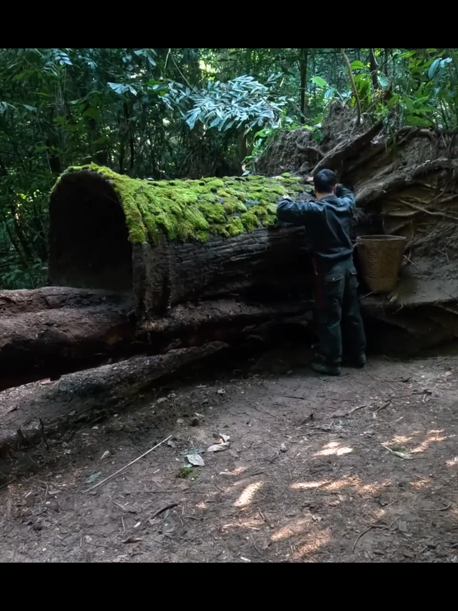 Building a Warm and Cozy Hollow in a fallen tree. Survival shelter building skills.#camping #survival #bushcraft #shelter #Outdoors #building