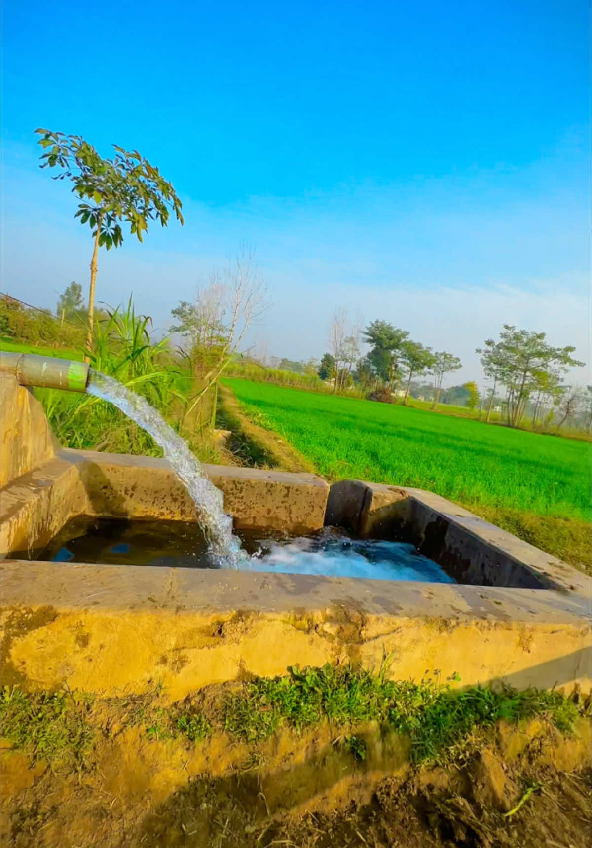 #میرا_سہنا_پنڈ_بلندی_ضلع_منڈی_بہاوالدین❤️🌅🌴🍂☘️🌾🍃 #viral_video #foruyou #farming #unfreezemyacount #500k #dontunderreviewmyvideo #punjabisong 