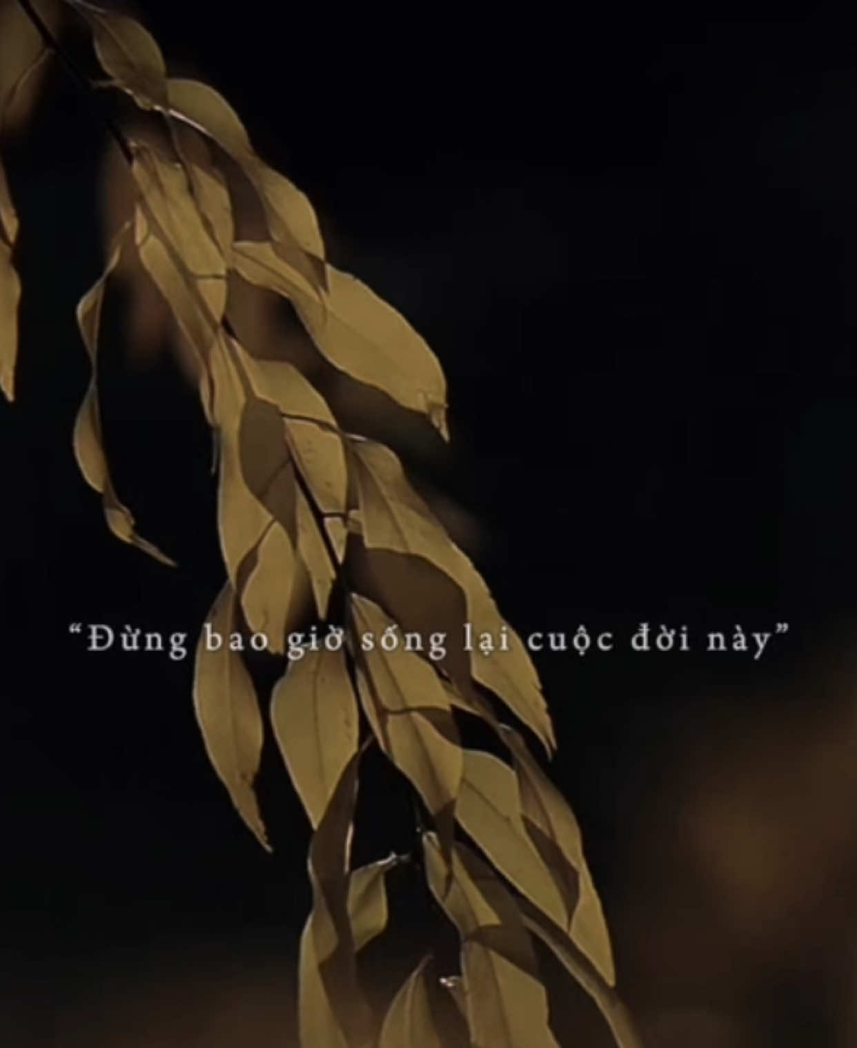 Đừng bao giờ sống lại cuộc đời này..?#khoi_31_8 #nhachaymoingay #lyrics #xh 