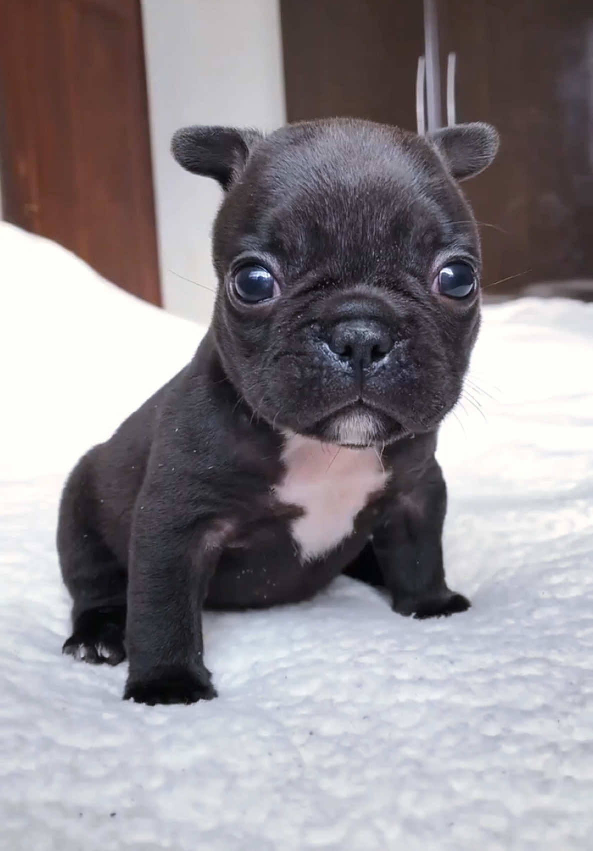 Hello, cute Gmail #Puppylove #frenchie #cutepet #cuteanimals 