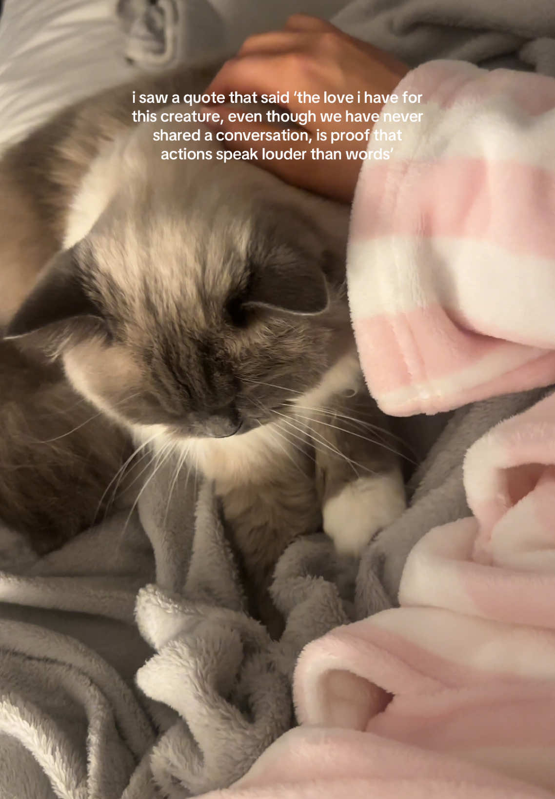 brb im crying 🥹 #cattok #cat #ragdoll #catlover #catsoftiktok #viral #fyp 