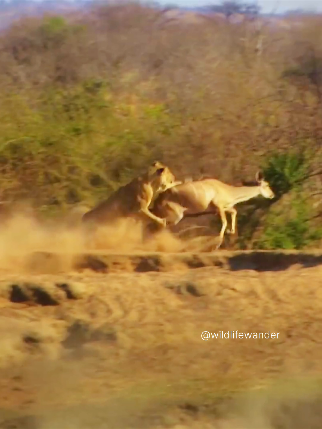 #lion #baboon #attack #fyp #wildlifewander #nature #crocodile #growmy #animalworld 