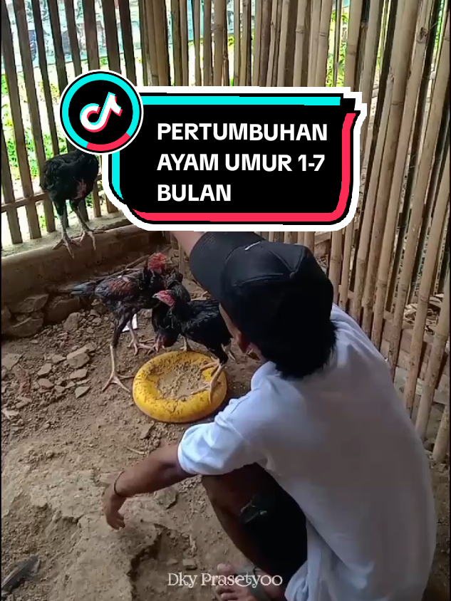 PERTUMBUHAN AYAM DARI UMUR 1-7 BULAN #ternakayam #ramuanpeternak #hewanpeliharaan 