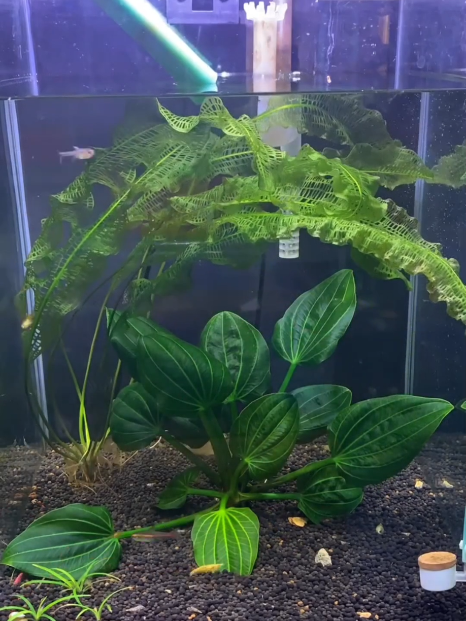 2 di antara tanaman aquascape yang jadi favorit ku  #sragen #fypシ゚viral #aquascapes #aquascaper #aquascapeindonesia #aquascaper #aquascapeindo #iguazu #madagascar  #aquascapeindonesiaraya #paludarium 