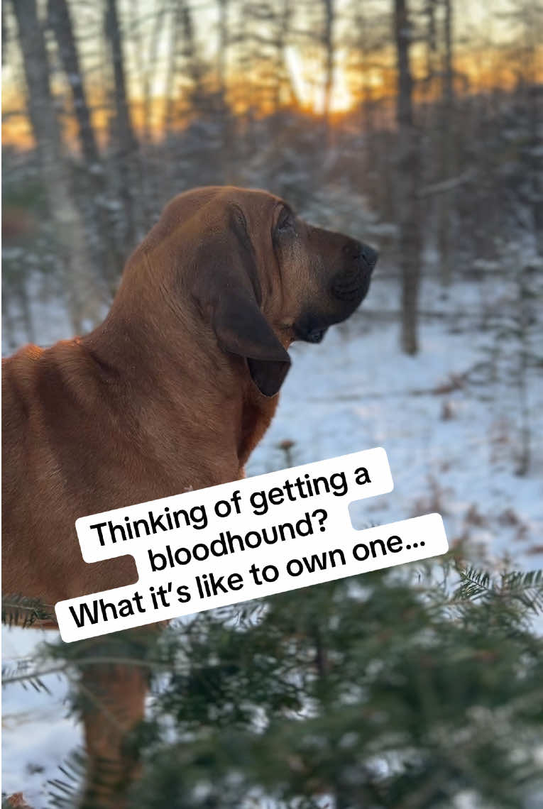 If you know you know bloodhound edition #bloodhound #hounddog #hounds #huntingdog #dog #pets #funnydog 