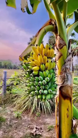 #ស្រុកស្រែ #ទេសភាពស្រុកស្រែ🌄🏜️🌱🌼🌾🐟 #ភ្លេងការពេលព្រឹក #🌾🌾🌾 