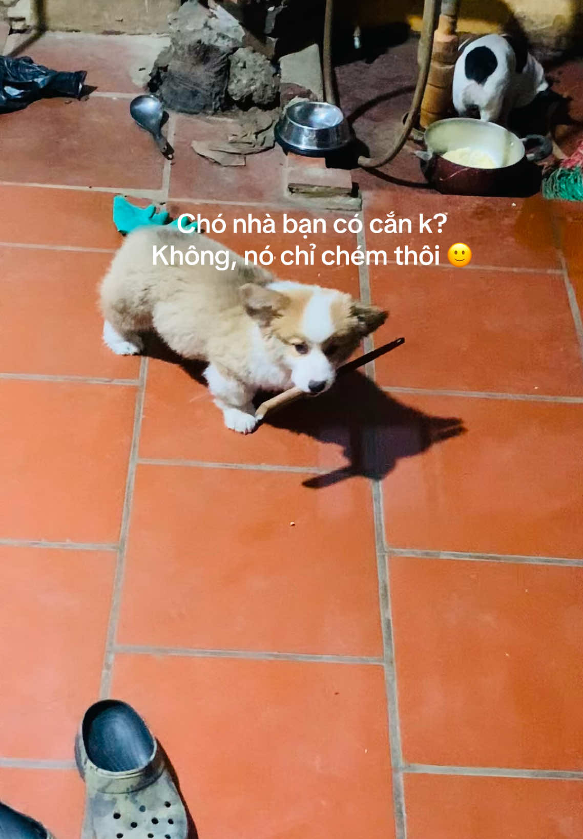 K hiểu nó đi tìm ai =))) #corgi #corgis #corgilove #corgipuppy #corgihanoi #dog #corgipembroke #pets 