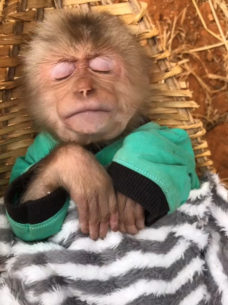 Cute monkey Bon go to relaxing. #monkeydluffy #cutemonkey #monkeysoftiktok #cuteanimals #babymonkey 