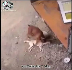 Trốn nợ củng ko yên #cọt #hàt #hàtvlog #xuhuongtiktok #títvamit #toro #meme #memes #cat #lớphocwibu #hàihước #xuhuong #fyp #hatsai #lồngtienghaihuoc #dog #cat 