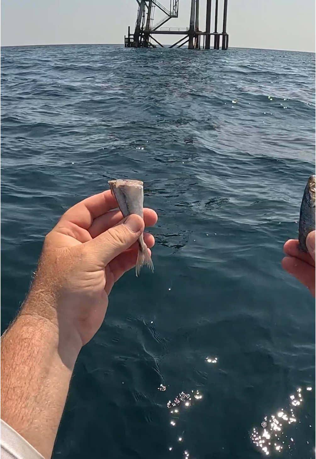 Tiny CUT BAIT Catches TASTY Fish!! #southernsalt #fishing #Outdoors #fish #saltwaterfishing #jetskifishing #offshorefishing 