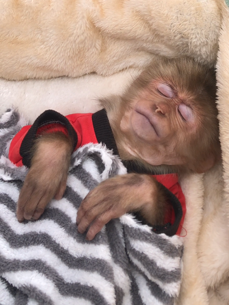 Cute monkey Bon go to relaxing. #cutemonkey #monkeydluffy #monkeysoftiktok #babymonkey 